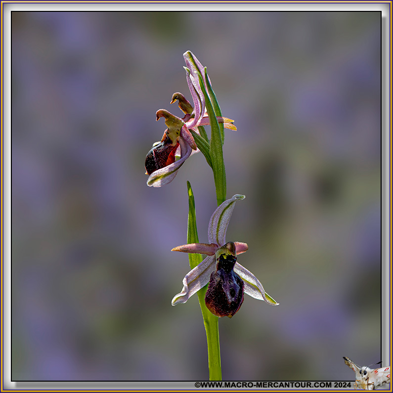 Ophrys Aurelia